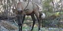 Wildlife Neighbors