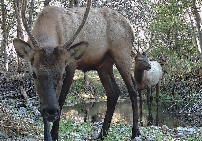 Wildlife Neighbors