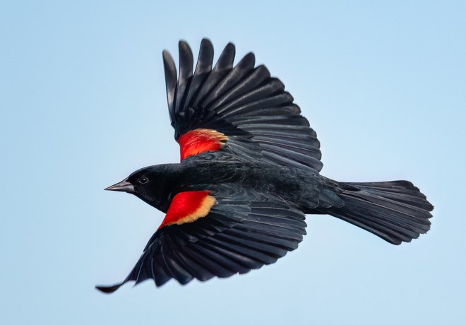 PRIDE Bird Walk