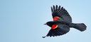 PRIDE Bird Walk