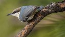 Bird Hike