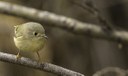 Bird Walk
