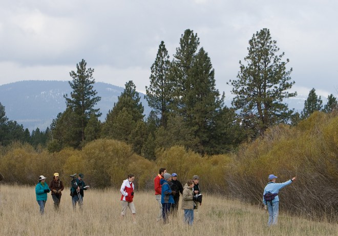 Bird Walk
