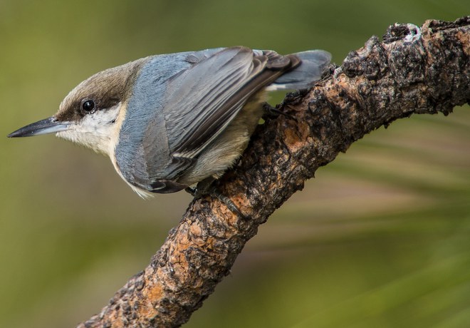 Birding Big Sit