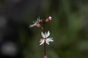 Early Wildflower Hike
