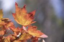 Fall Colors Hike