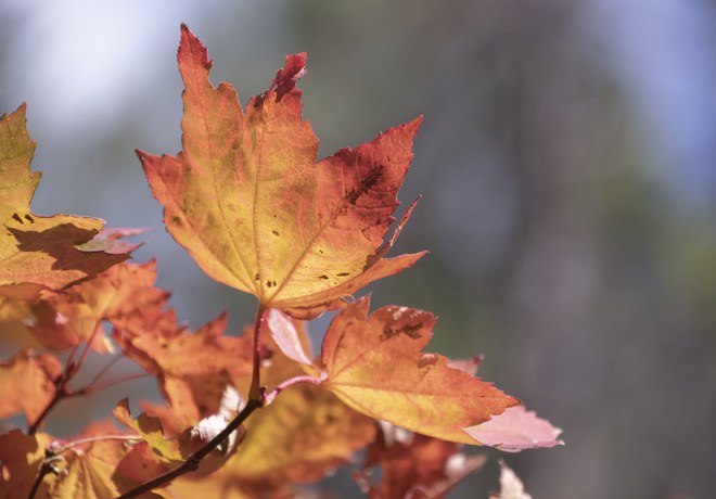 Fall Colors Hike