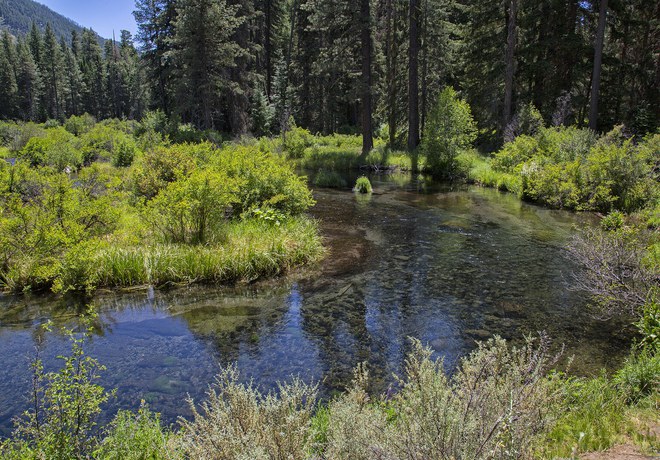 Metolius River Preserve Hike