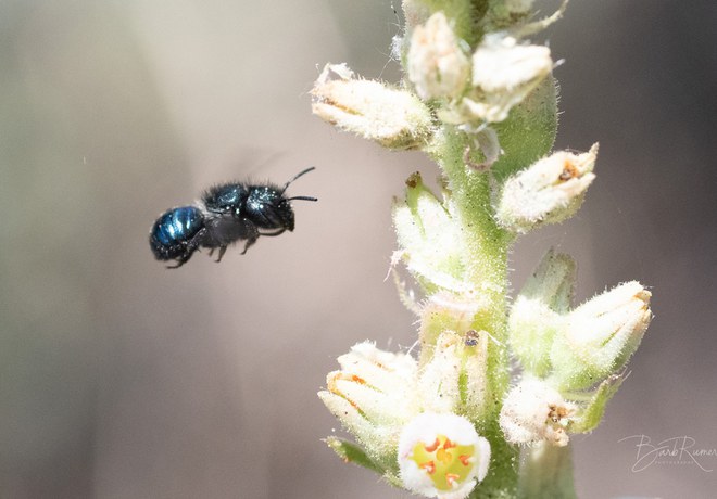 Native Bee Walk