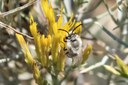 Native Bee Walk