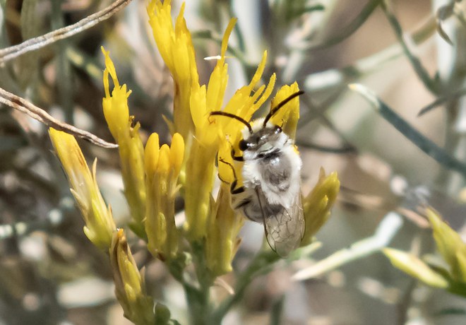 Native Bee Walk