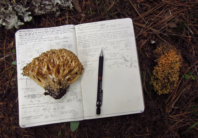 Nature Journaling