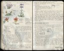 Nature Journaling