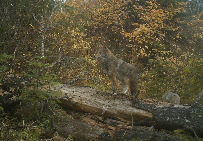 Predators of Central Oregon