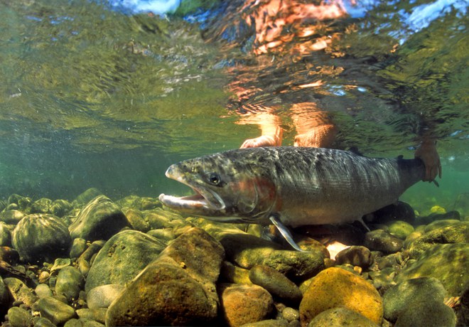 Salmon Walk