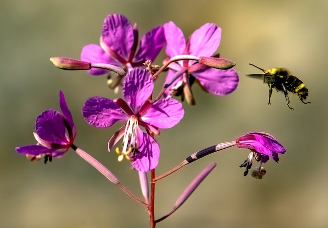 Wildflower + Bee Walk