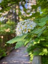 Wildflower Hike