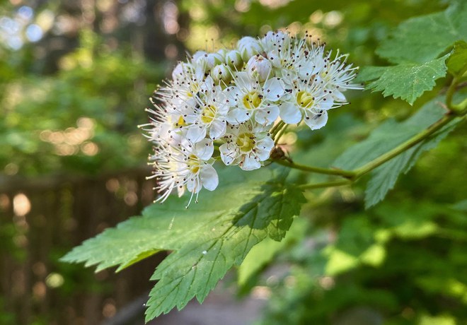 Wildflower Hike