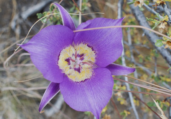Wildflower Hike