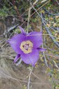 Wildflower Hike