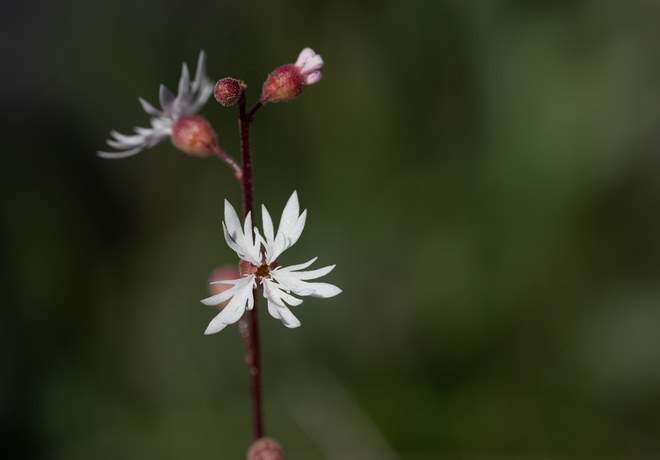 Wildflower Hike