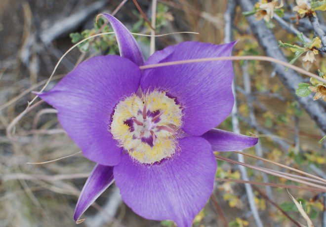 Wildflower Hike