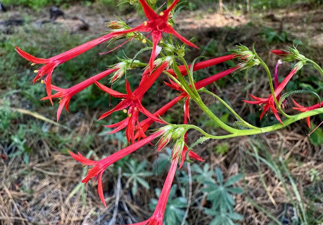 Wildflower Hike