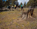 Wildflower Hike