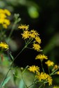 Wildflower Walk