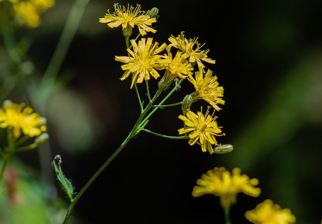 Wildflower Walk