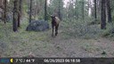 Wildlife Trail Cameras