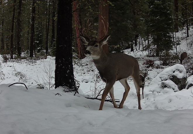 Self-Guided Metolius Preserve Winter Wandering