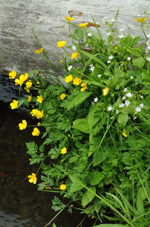 Flowers bloom along the Metolius River. Photo: Byron Dudley.