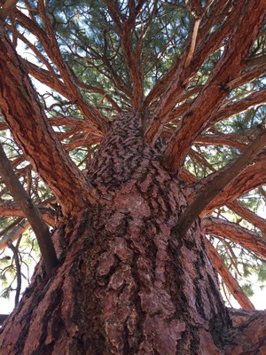 Trees are the answer! Plant one! Photo: Land Trust.