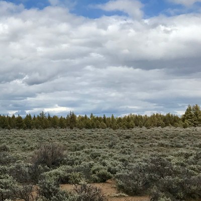 Sage at Whychus Canyon Preserve. Photo: Joan Amero.