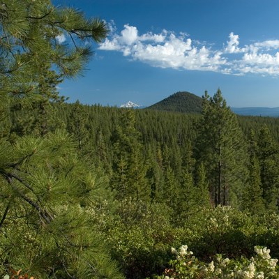 Skyline Forest. Photo: Jim 	Yuskavitch