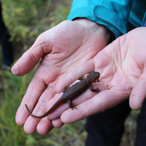 Conserving land for wildlife and local communities. Photo: Land Trust.