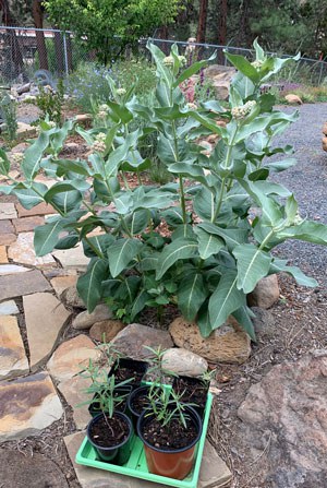 Follow these tips to have your milkweed grow from a seedling to a beautiful garden! Photo: Darlene Kitajima.