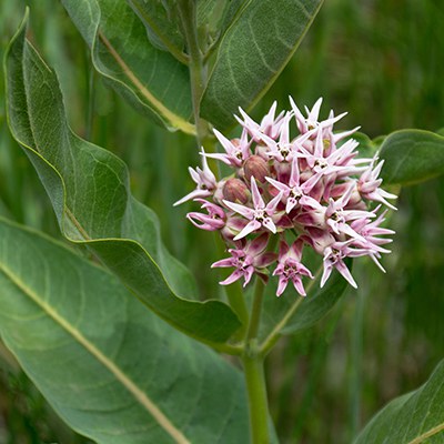 Showy milkweed. Photo: Darlene Ashley.