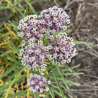 Narrowleaf milkweed. Photo: Land Trust.