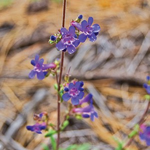 Lowly penstemon. Photo: M.A. Willson.