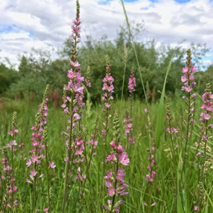 Oregon checkermallow. Photo: Joan Amero.