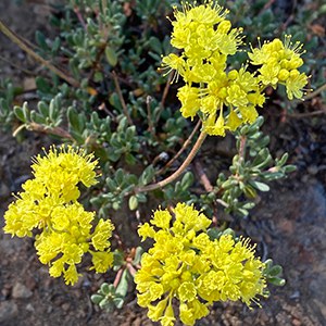 Sulphur buckwheat. Photo: Joan Amero.