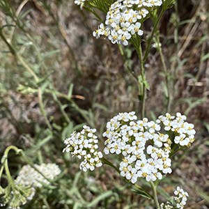 Common yarrow. Photo: Joan Amero.