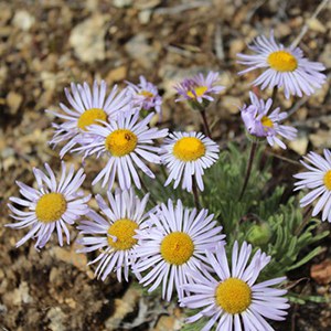 Showy Townsend daisy. Photo: Land Trust.