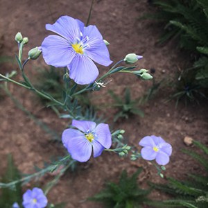 Lewis flax. Photo: Land Trust.