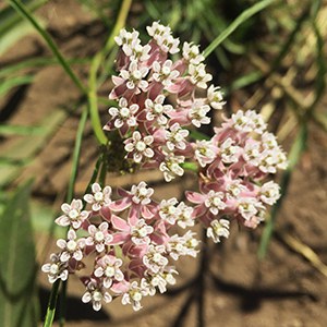 Narrowleaf milkweed. Photo: Land Trust.