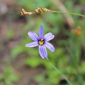 Blue-eyed grass. Photo: Land Trust.