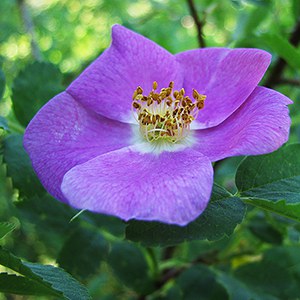 Woods' rose. Photo: M.A. Willson.
