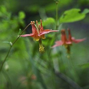 Western columbine. Photo: M.A. Willson.